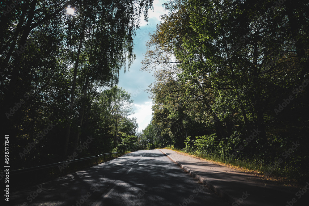 Fototapeta premium road in the woods
