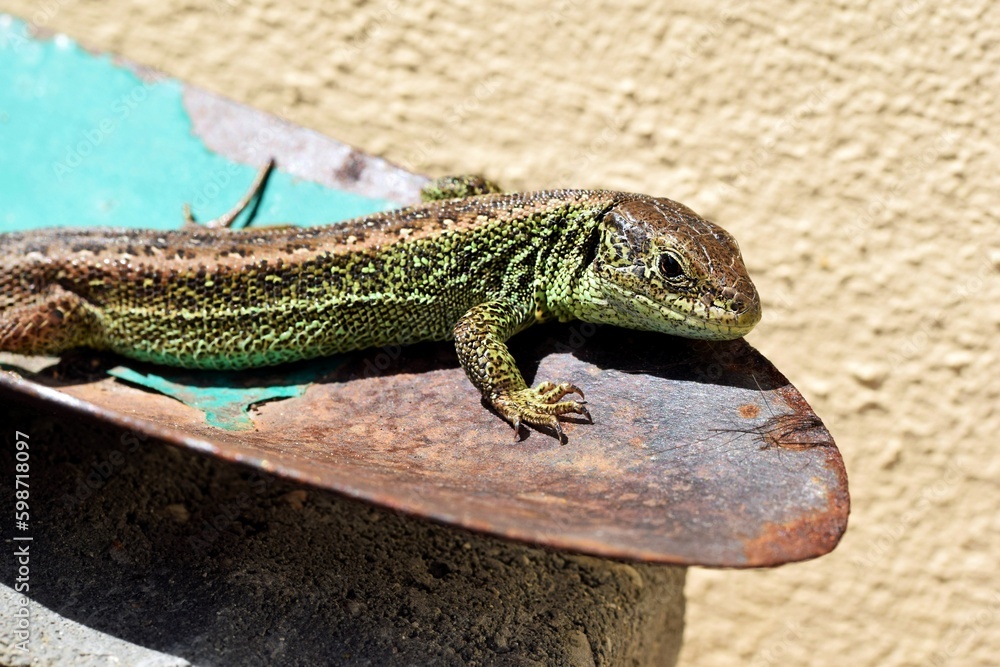Fototapeta premium Sand lizard (Lacerta agilis) on a rusty garden shovel in a sun