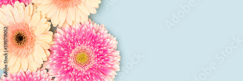 Banner with multicolored gerbera flowers on a blue background. Festive composition.