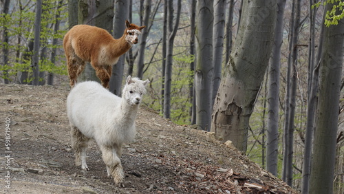 Fototapeta Naklejka Na Ścianę i Meble -  Alpaka – południowoamerykański, roślinożerny gatunek parzystokopytnych ssaków kopytnych z rodziny wielbłądowatych. Udomowione zwierzę, hodowane na wełnę i mięso, przypomina nieco lamę.