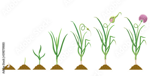 Garlic growth cycle. Infographics of the development of bulbous plants in agriculture.