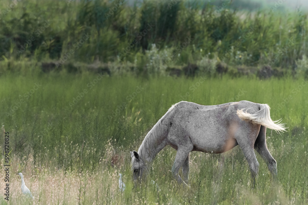 Fototapeta premium White Camargue Horses in Parc Regional de Camargue - Provence, France