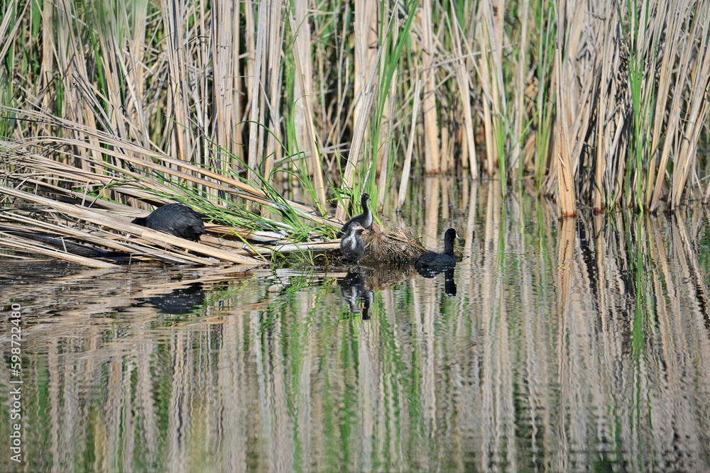 Fulica atra (Chordata) on lake water in delta area in spring time Fulica atra (Chordata) on lake water in delta area in spring time