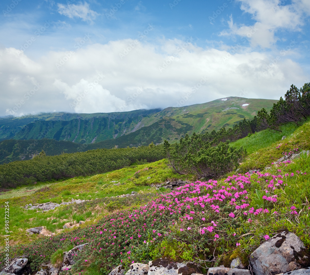Pink rhododendron flowers on summer mountainside (Ukraine, Carpathian Mountains)