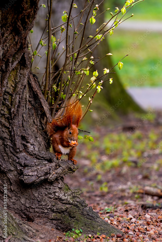 Obraz premium Wiewiórka