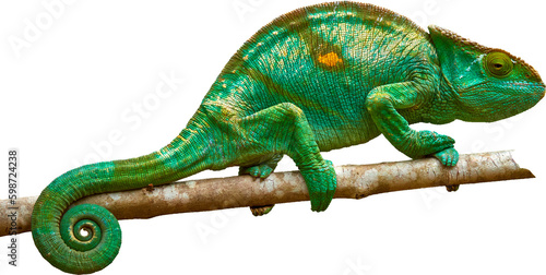 Isolated on white background, Bright green Parson's chameleon, Calumma parsonii, huge colourful chameleon climbing up tree branch, curled tail, Wild animal, Madagascar.