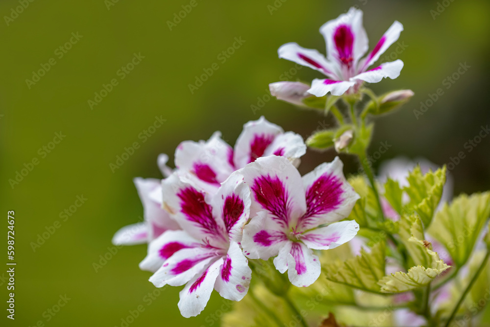 Pelargonium or “Pelargonium Grandiflorum” flower. Close up Pink Regal pelargonium. Grandiflora royal pelargonium variety Burghi plant. Canan or geranium flower . Pelargonium or “Pelargonium Grandiflorum” flower. Close up Pink Regal pelargonium. Grandiflora royal pelargonium variety Burghi plant. Canan or geranium flower .