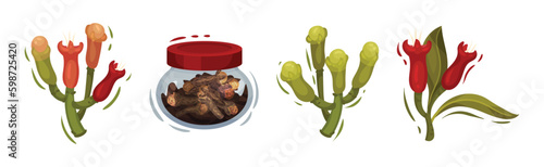 Clove Aromatic Flower and Dried Spice Vector Set