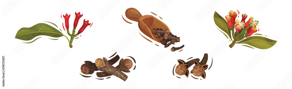 Clove Aromatic Flower and Dried Spice Vector Set