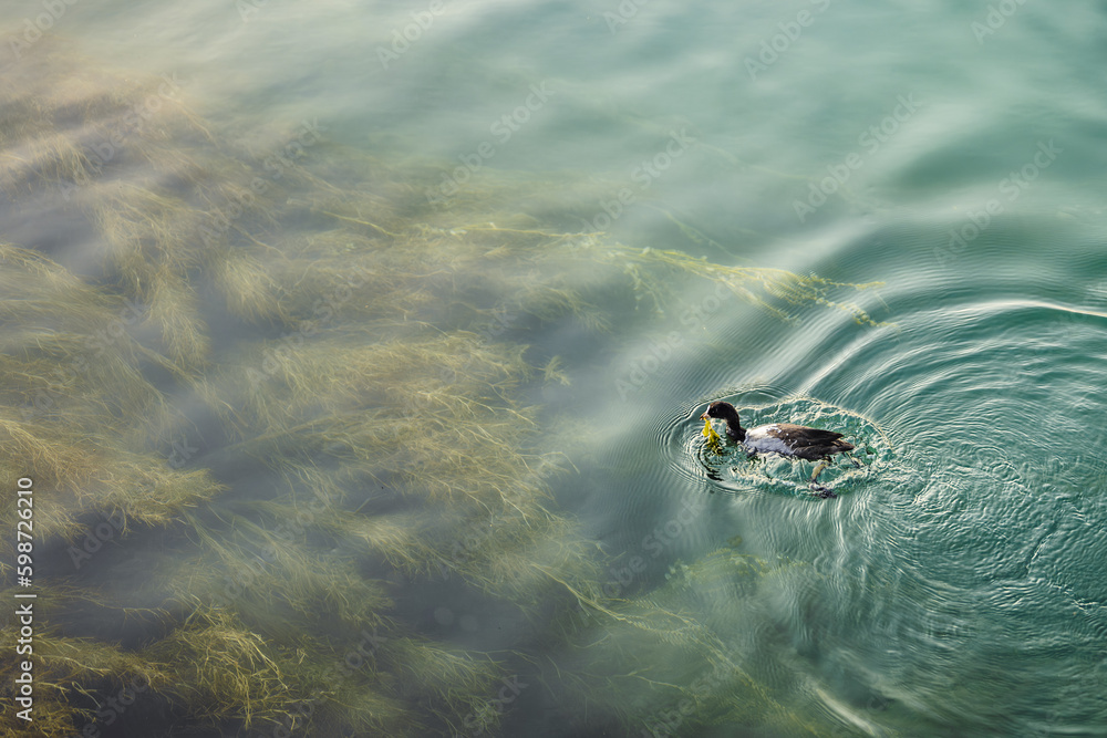 Fototapeta premium Eurasian coot swimming at lake constance harbor in early morning hours. Steamer harbor, Constance, Baden-Württemberg, Germany, Europe.