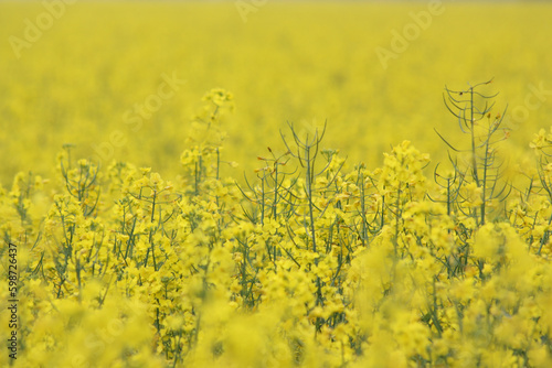 Sfioritura campo di colza