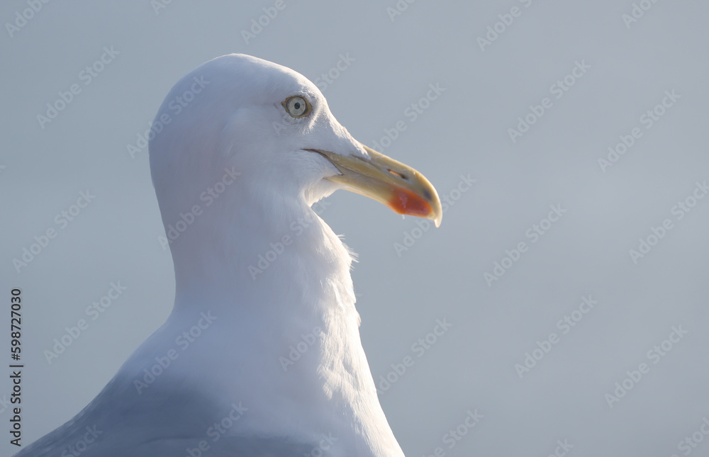 Seagull bird or seabird on beach near by the sea. Close up view of white gray bird seagull in sea rock. Wild seagull portrait on natural blue sky background. Seagull bird or seabird on beach near by the sea. Close up view of white gray bird seagull in sea rock. Wild seagull portrait on natural blue sky background.