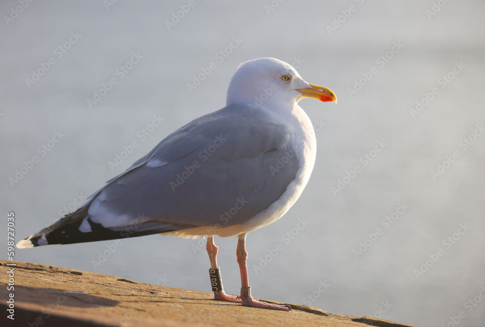 Seagull bird or seabird on beach near by the sea. Close up view of white gray bird seagull in sea rock. Wild seagull portrait on natural blue sky background. Seagull bird or seabird on beach near by the sea. Close up view of white gray bird seagull in sea rock. Wild seagull portrait on natural blue sky background.