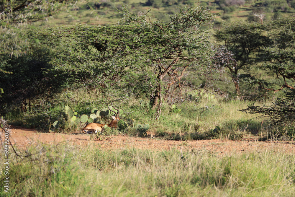 The sun sets on the Serengeti, casting a golden glow on the plains. The sun sets on the Serengeti, casting a golden glow on the plains.