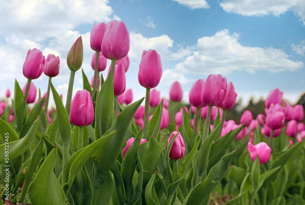 Naklejka premium Tulipany