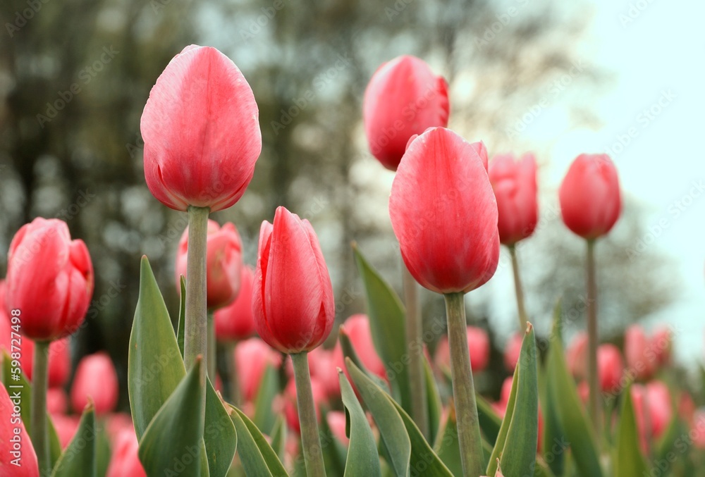 Czerwone tulipany, wiosenne kwiaty. Pole tulipanów - obrazy, fototapety, plakaty 