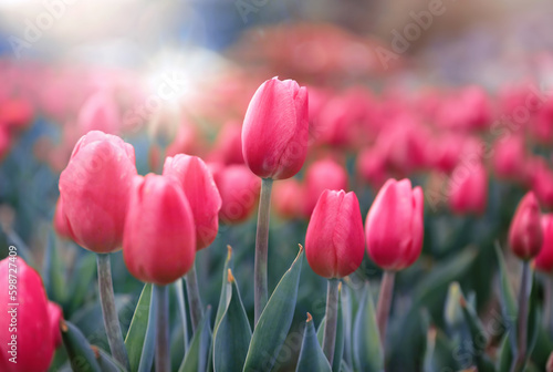 R    owe tulipany  wiosenne kwiaty. Pole tulipan  w