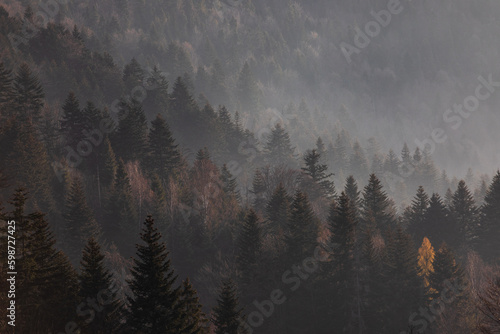 Fototapeta Naklejka Na Ścianę i Meble -  Misty forest on a hillside in Poland