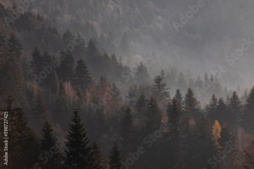 Misty forest on a hillside in Poland