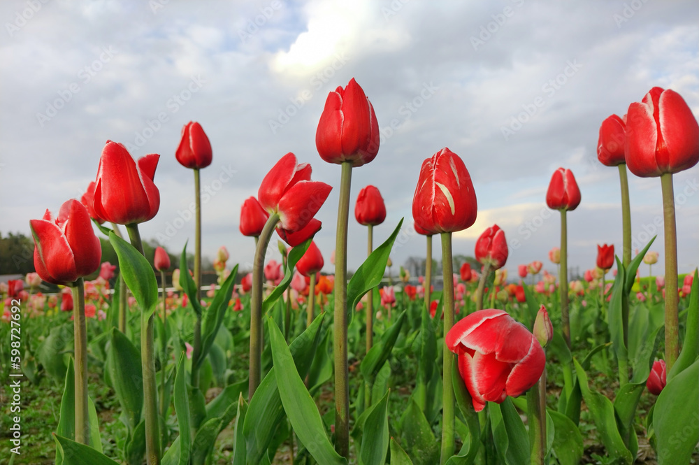 Naklejka premium Czerwone tulipany, wiosenne kwiaty. Pole tulipanów