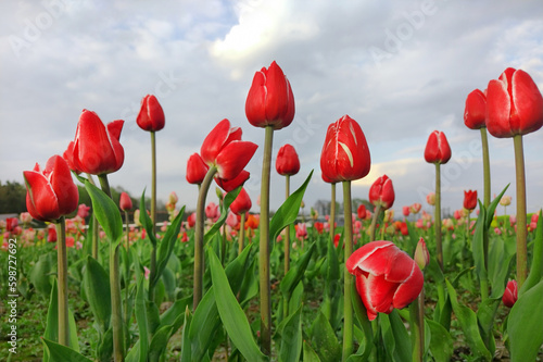 Czerwone tulipany, wiosenne kwiaty. Pole tulipanów