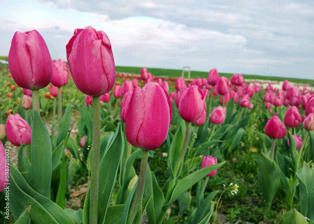 Obraz premium Różowe tulipany, wiosenne kwiaty. Pole tulipanów