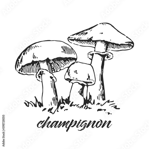 Hand drawn ink illustration of champignon. Cultured mushroom. Sketch outline vector.