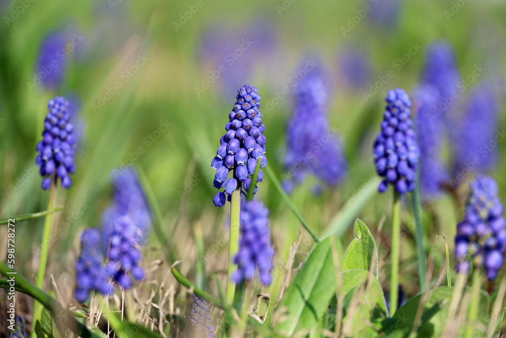 Viper onion, or Mouse hyacinth (lut. Muscari) in a spring garden on green grass background Viper onion, or Mouse hyacinth (lut. Muscari) in a spring garden on green grass background