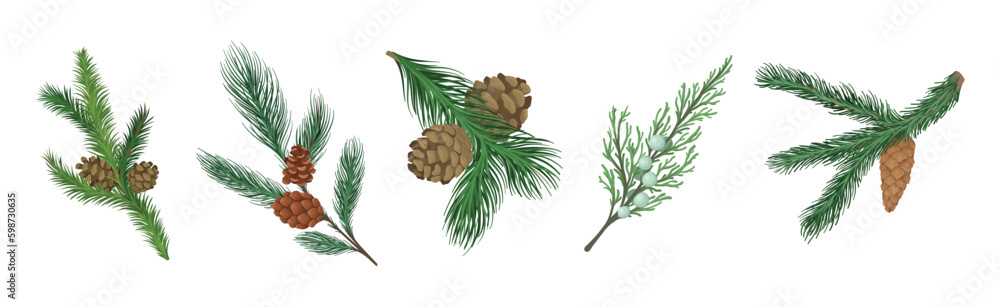 Coniferous Green Branch and Twig with Needles and Cone Vector Set Coniferous Green Branch and Twig with Needles and Cone Vector Set