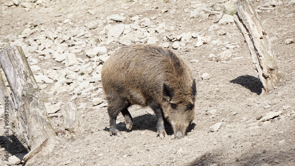 Dzik euroazjatycki– gatunek dużego, lądowego ssaka łożyskowego z rodziny świniowatych.  Jest jedynym przedstawicielem dziko żyjących świniowatych w Europie. Dzik jest popularnym zwierzęciem łownym. - obrazy, fototapety, plakaty 