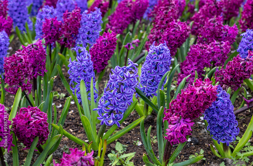 Fototapeta premium purple and blue hyacinths blooming in a garden