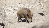 Dzik euroazjatycki– gatunek dużego, lądowego ssaka łożyskowego z rodziny świniowatych. Jest jedynym przedstawicielem dziko żyjących świniowatych w Europie. Dzik jest popularnym zwierzęciem łownym.