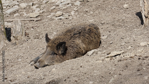 Dzik euroazjatycki– gatunek dużego, lądowego ssaka łożyskowego z rodziny świniowatych. Jest jedynym przedstawicielem dziko żyjących świniowatych w Europie. Dzik jest popularnym zwierzęciem łownym.