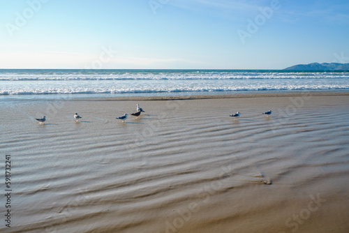 Wide sandy beach at low tide, and flock of birds, blue ocean, and beautiful blue sky in the background, California