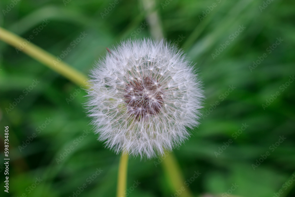 Obraz premium Dandelion on a green background