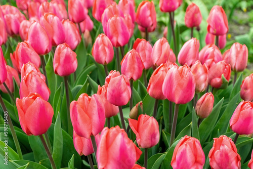 Pink tulips flowers with green leaves blooming in a meadow, park, outdoor. Tulips field, nature, spring, floral background.