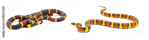 Venomous Eastern coral snake - Micrurus fulvius - On the left.  Non venomous scarlet kingsnake or scarlet milk snake - Lampropeltis elapsoides -  on right. Showing difference in color and pattern photo