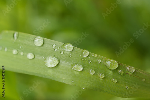 Drops on a blade of grass oblong closeup