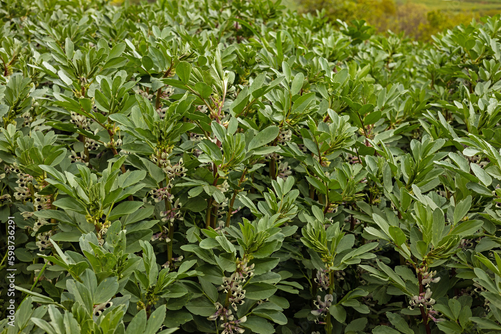 flowering broad bean plants at an agricultural field flowering broad bean plants at an agricultural field