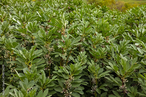 Fototapeta Naklejka Na Ścianę i Meble -  flowering broad bean plants at an agricultural field