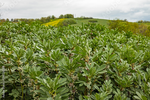 flowering broad bean plants at an agricultural field