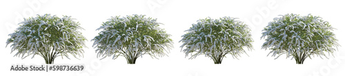 Set of spiraea x cinerea grefsheim bush garland first Snow shrub isolated png on a transparent background perfectly cutout
 photo