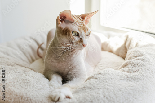Cat. The Sphinx. A hairless purebred cat. Animal themes