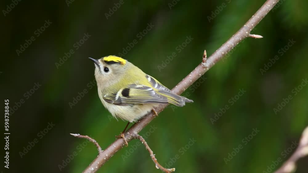 Beautiful Goldcrest singing on a spring evening in Estonian boreal forest, Northern Europe Beautiful Goldcrest singing on a spring evening in Estonian boreal forest, Northern Europe