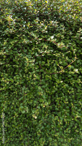 creeping wire vine (nature background) photo