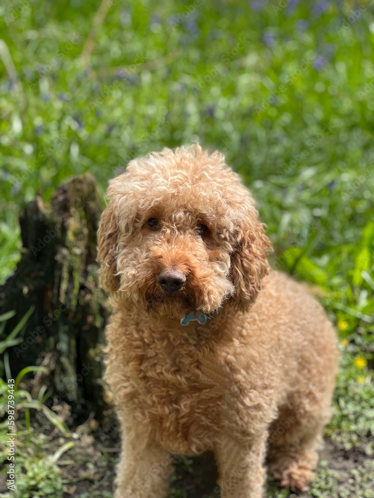 poodle on grass