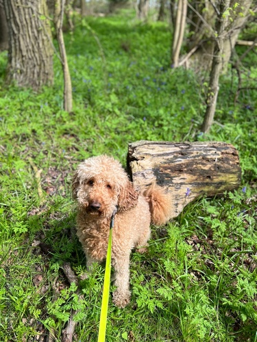 dog in the forest