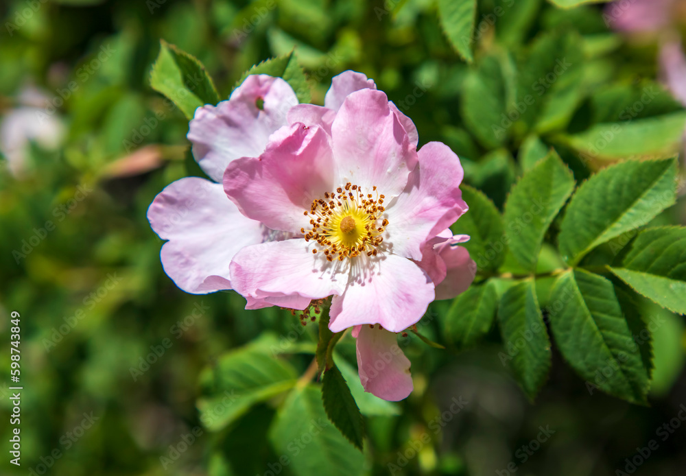 Obraz premium Dog rose Rosa canina light pink flowers in bloom on branches, beautiful wild flowering shrub, green leaves