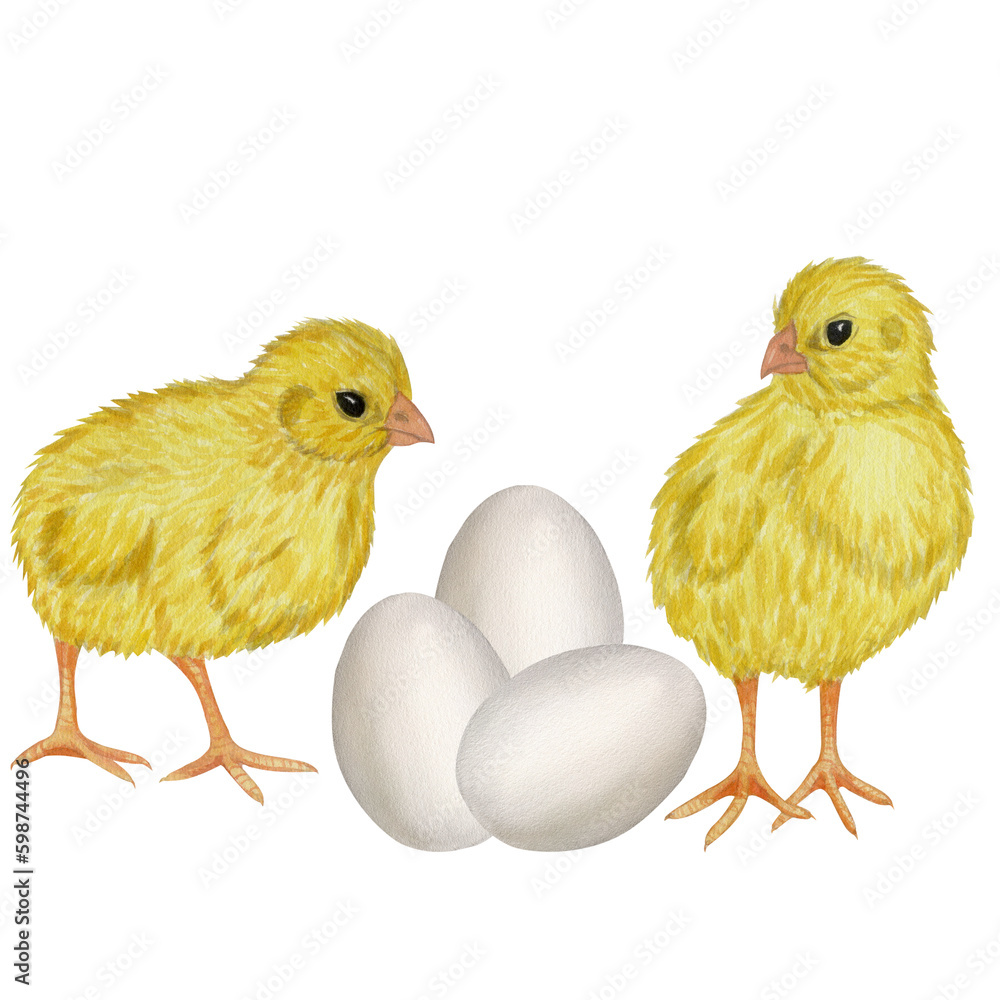 Yellow chickens white egg shell. Farm product. Protein. Happy easter. Hand drawn watercolor illustration isolated on white background. For menu, cookbook design, card