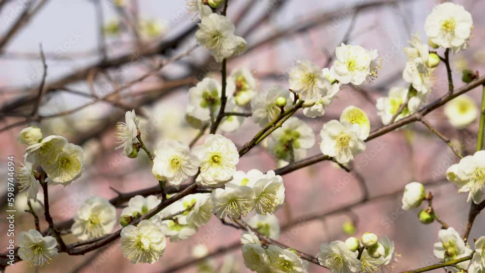 White plum blossoms blooming in the garden in spring
White plum blossoms blooming in the garden in spring